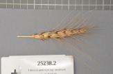 Click for 1 image(s) for this accession. Spike